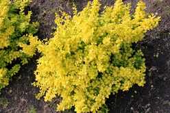 Барбарис «Мария (Maria)»